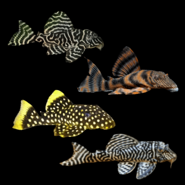 Assorted L Number Pleco