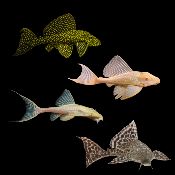 Assorted Pleco