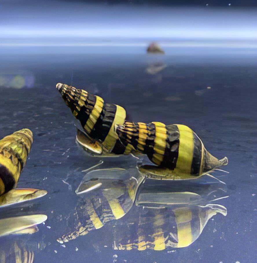 Assassin Bumblebee Snail Anentome Helena 2cm - Real Aquatics