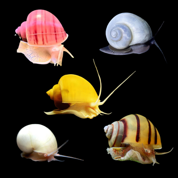 Assorted Apple Snails 3cm - Real Aquatics