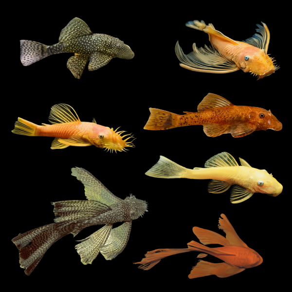 Assorted Bristlenose Ancistrus 3cm - Real Aquatics