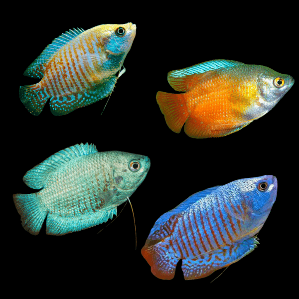 Assorted Dwarf Gourami Trichogaster lalius 5cm - Real Aquatics