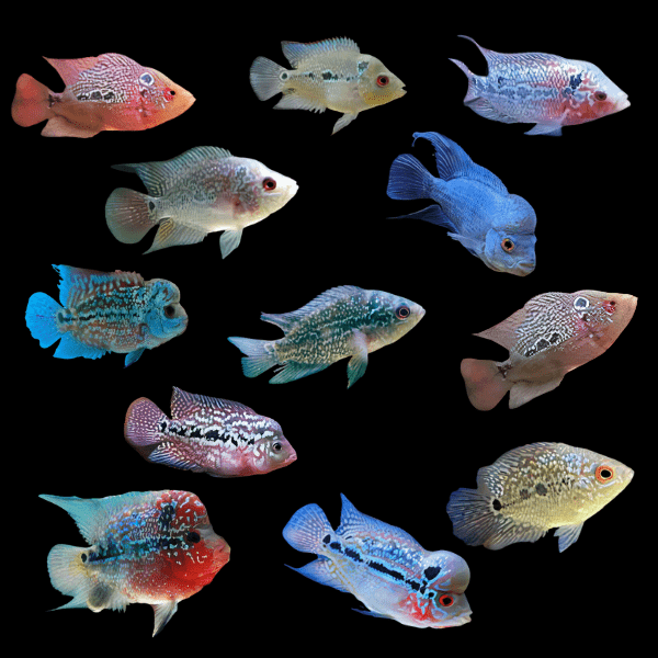 Assorted Flowerhorn Cichlid 5cm Juvenile Male - Real Aquatics