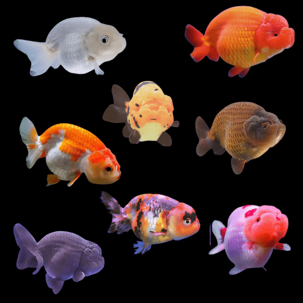 Assorted Giant Lionhead Ranchu Goldfish Carassius Auratus
