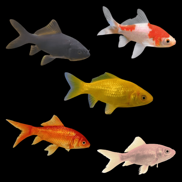 Assorted Goldfish Carassius Auratus