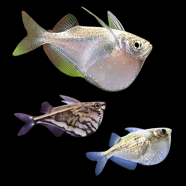 Assorted Hatchet Fish 4cm - Real Aquatics