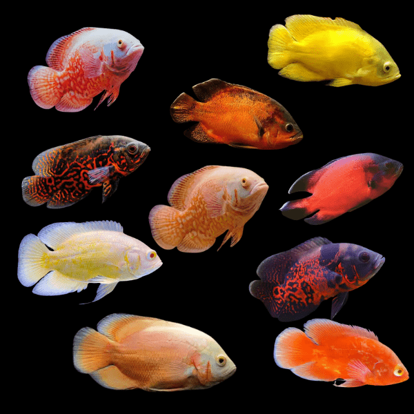 Assorted High Grade Oscar Astronotus Ocellatus 12cm - Real Aquatics