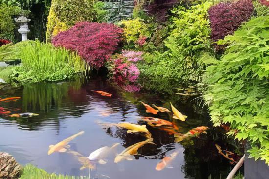 Assorted Grade A Koi Carp Cyprinus Carpio