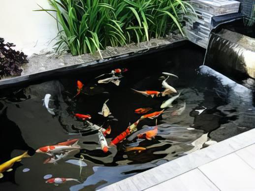 Assorted Grade A Koi Carp Cyprinus Carpio