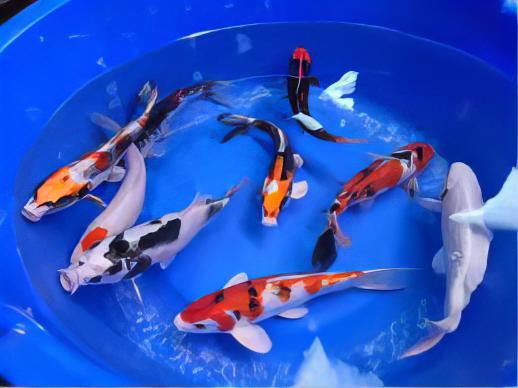 Assorted Grade A Koi Carp Cyprinus Carpio