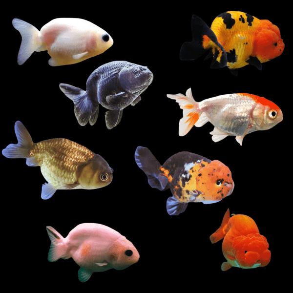 Assorted Lionhead Ranchu Goldfish Carassius Auratus 5cm - Real Aquatics