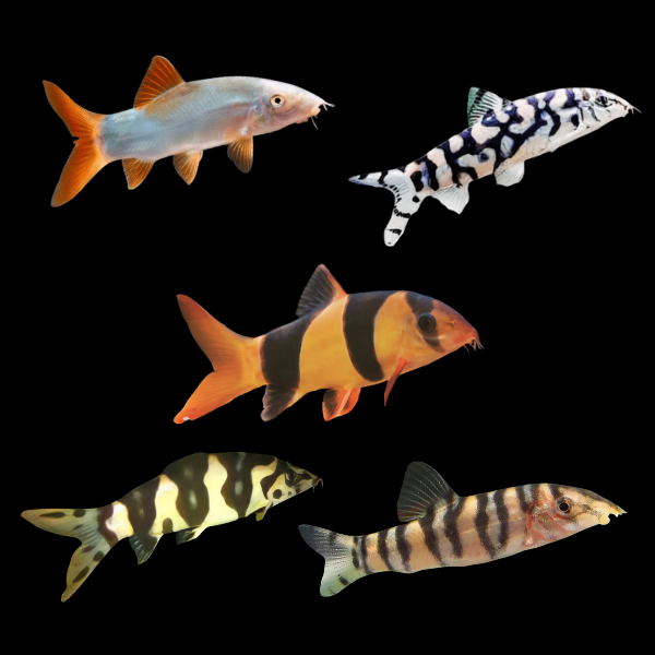 Assorted Loach 4cm - Real Aquatics