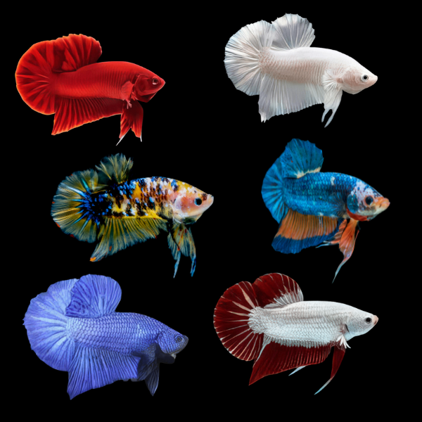 Plakat Betta Assorted Male 3cm - Real Aquatics