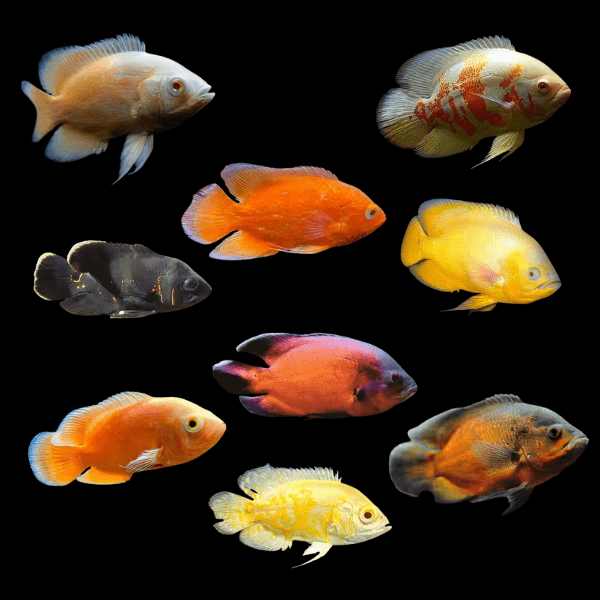 Assorted Oscar Astronotus Ocellatus