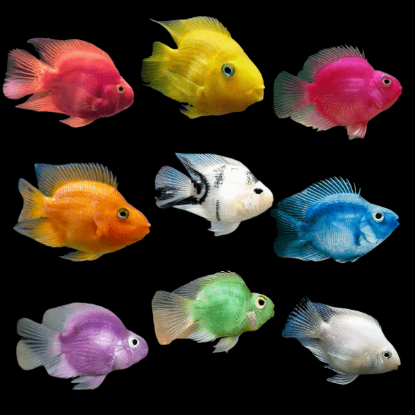 Assorted Parrot Fish Hybrid Amphilophus citrinellus Vieja melanurus 5cm