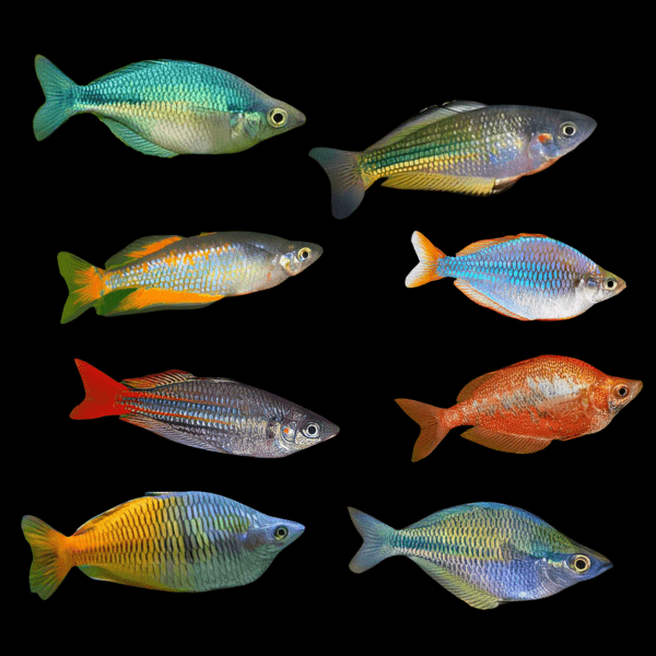Assorted Rainbow Fish 5cm - Real Aquatics