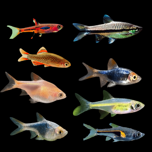 Assorted Rasbora 2cm