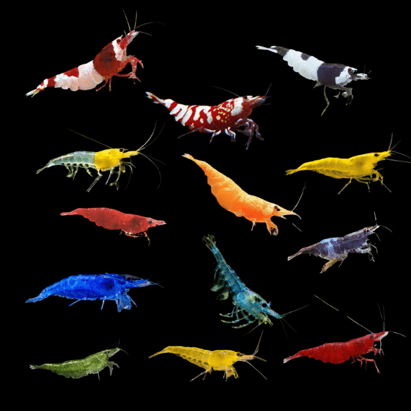 Assorted Shrimp Neocaridina 2cm - Real Aquatics