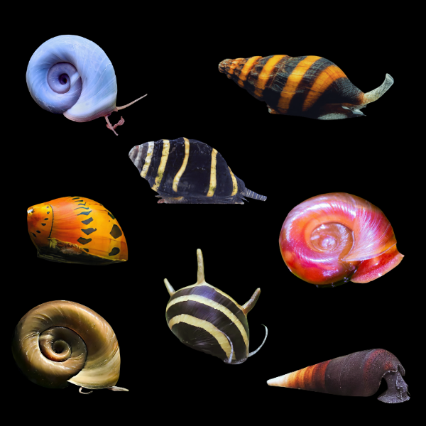 Assorted Tropical Snails 2cm - Real Aquatics