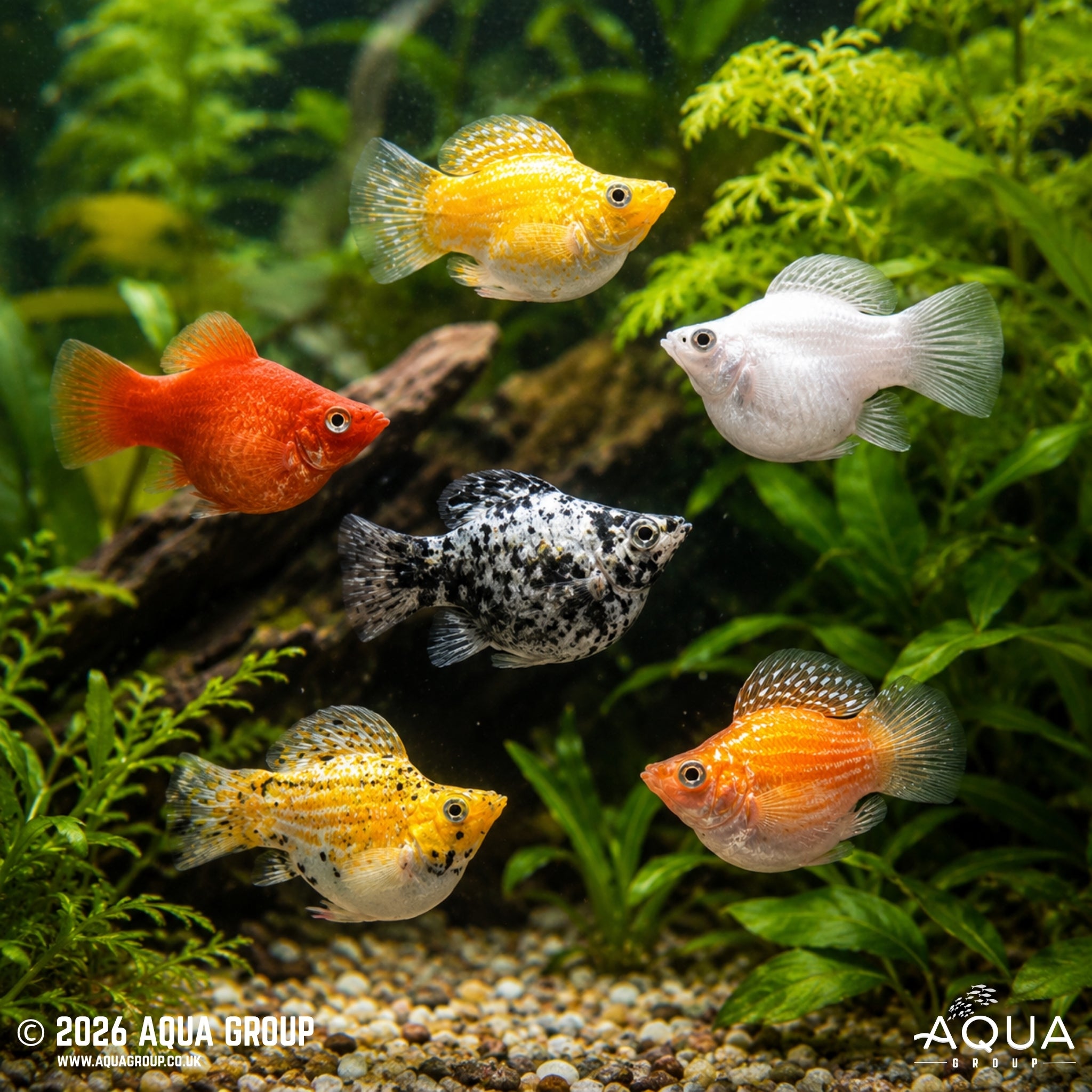 Assorted Balloon Molly (Poecilia latipinna)
