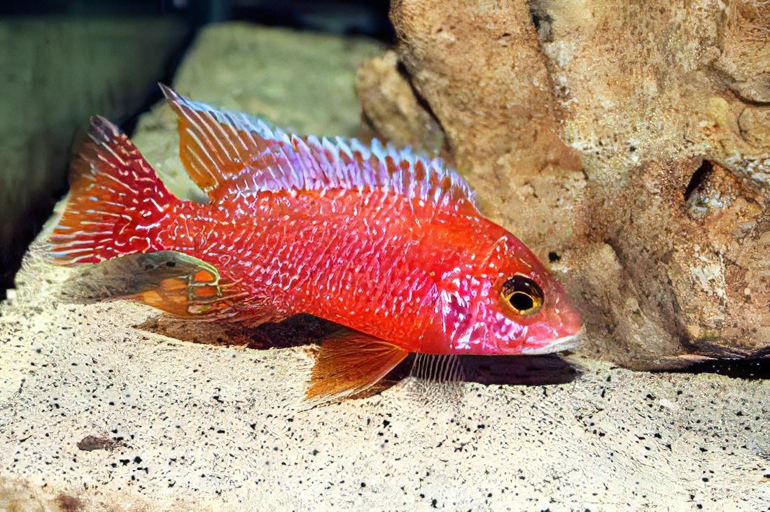 Aulonocara Dragon Blood Fire Fish Peacock Malawi African Cichlid