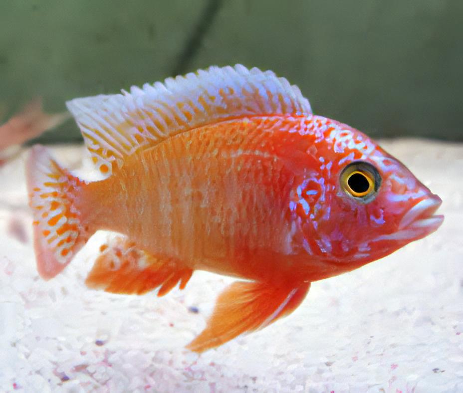 Aulonocara Strawberry Peacock Malawi African Cichlid
