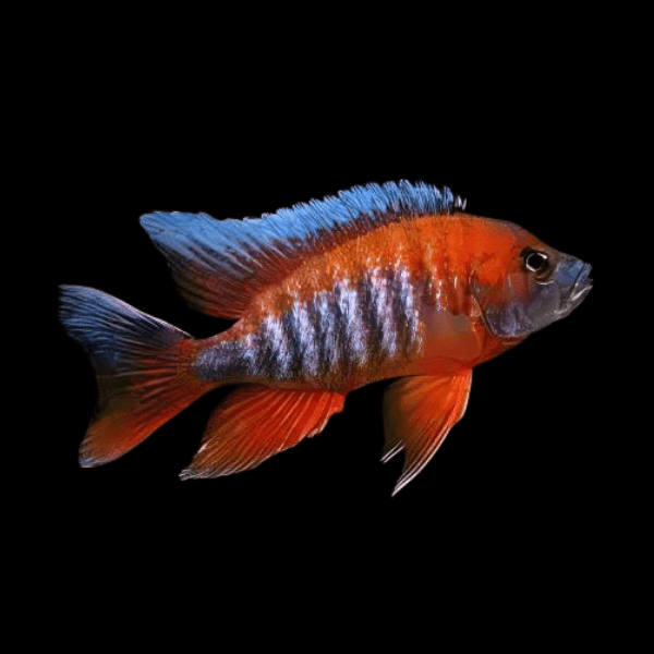 Aulonocara Eureka Peacock Malawi African Cichlid