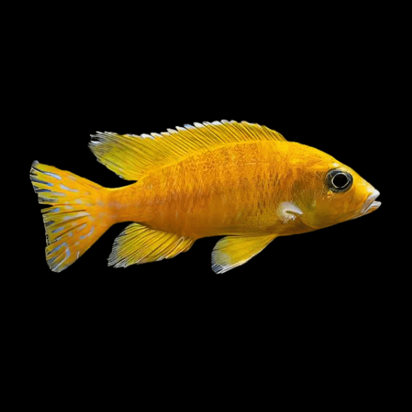 Aulonocara Gold Peacock Malawi African Cichlid