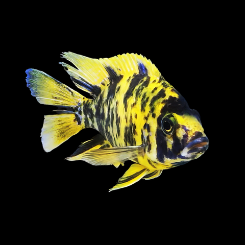 Aulonocara