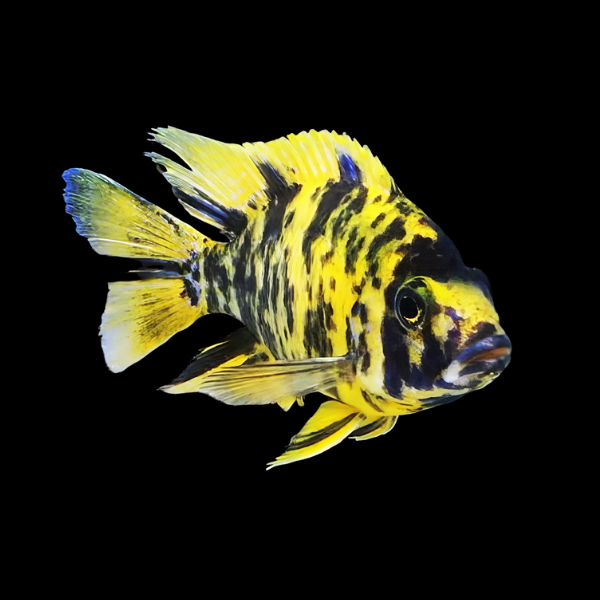 Aulonocara Yellow Orange Blotch Peacock Malawi African Cichlid