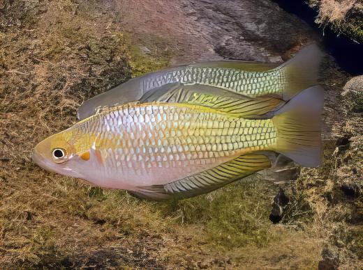 Austrailian Murray River Rainbow Fish Melanotaenia Fluviatilis 5cm - Real Aquatics