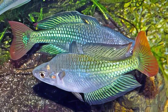 Austrailian Murray River Rainbow Fish Melanotaenia Fluviatilis 5cm - Real Aquatics