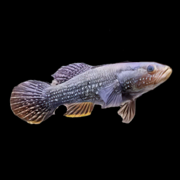 Australian Northern Spangled Gudgeon Ophiocara Porocephala 15cm - Real Aquatics
