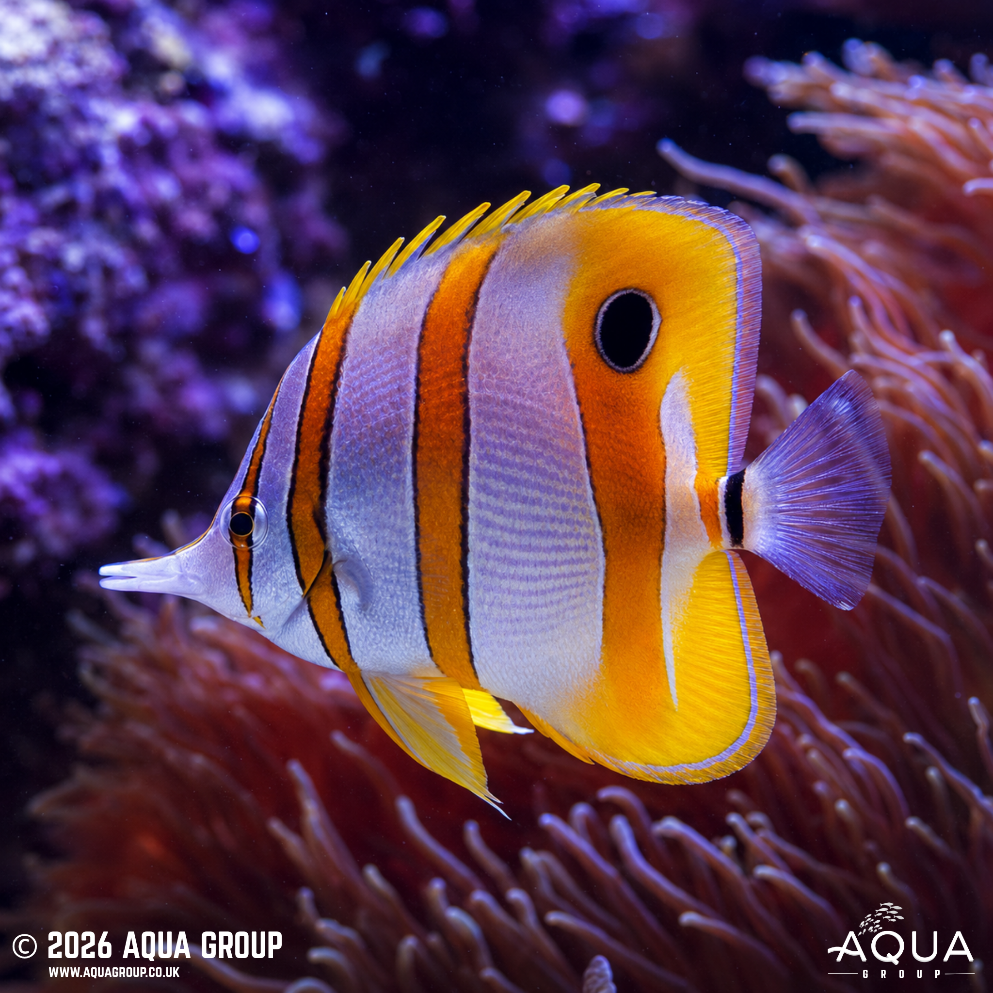 Australian Copperband Butterflyfish (Chelmon rostratus)