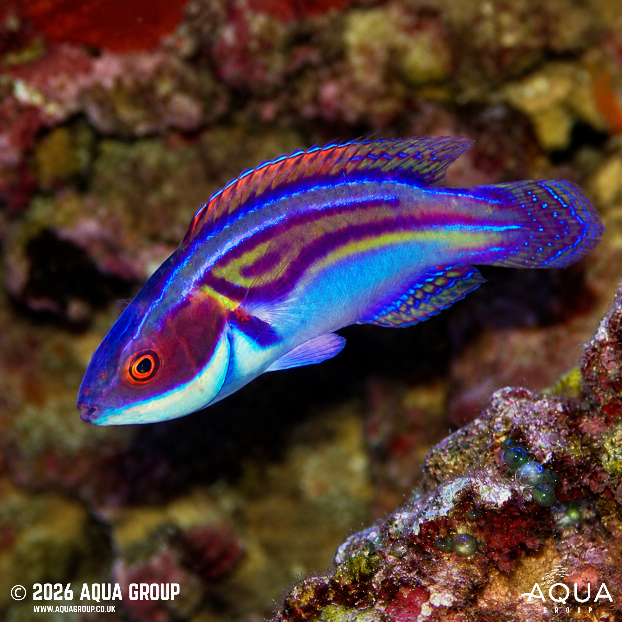 Labout's Fairy Wrasse (Cirrhilabrus laboutei)