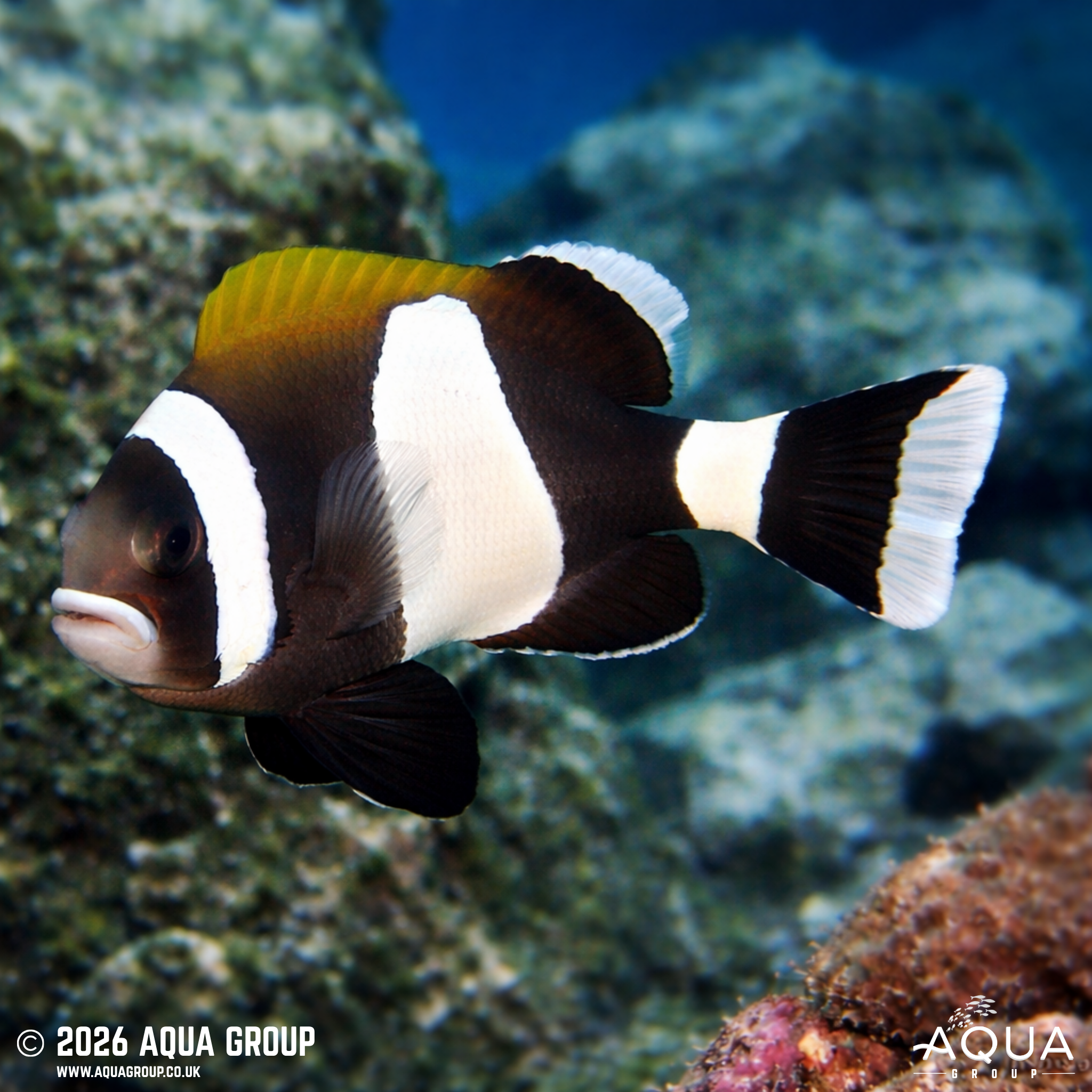 Australian Wideband Anemonefish (Amphiprion latezonatus)