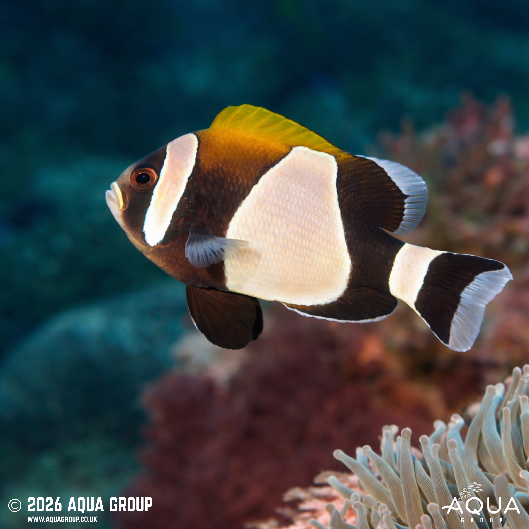 Australian Wideband Anemonefish