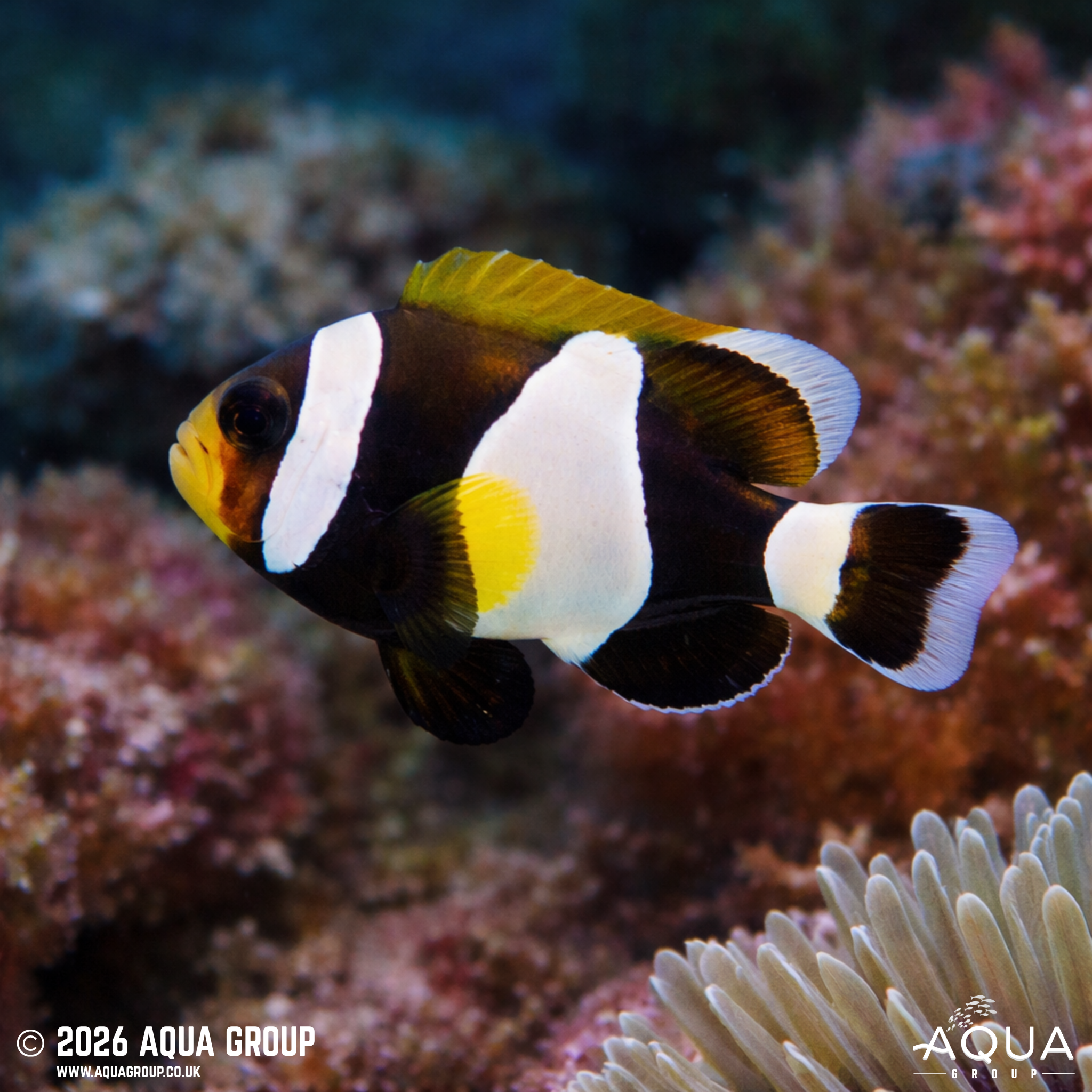 Australian Wideband Anemonefish (Amphiprion latezonatus)
