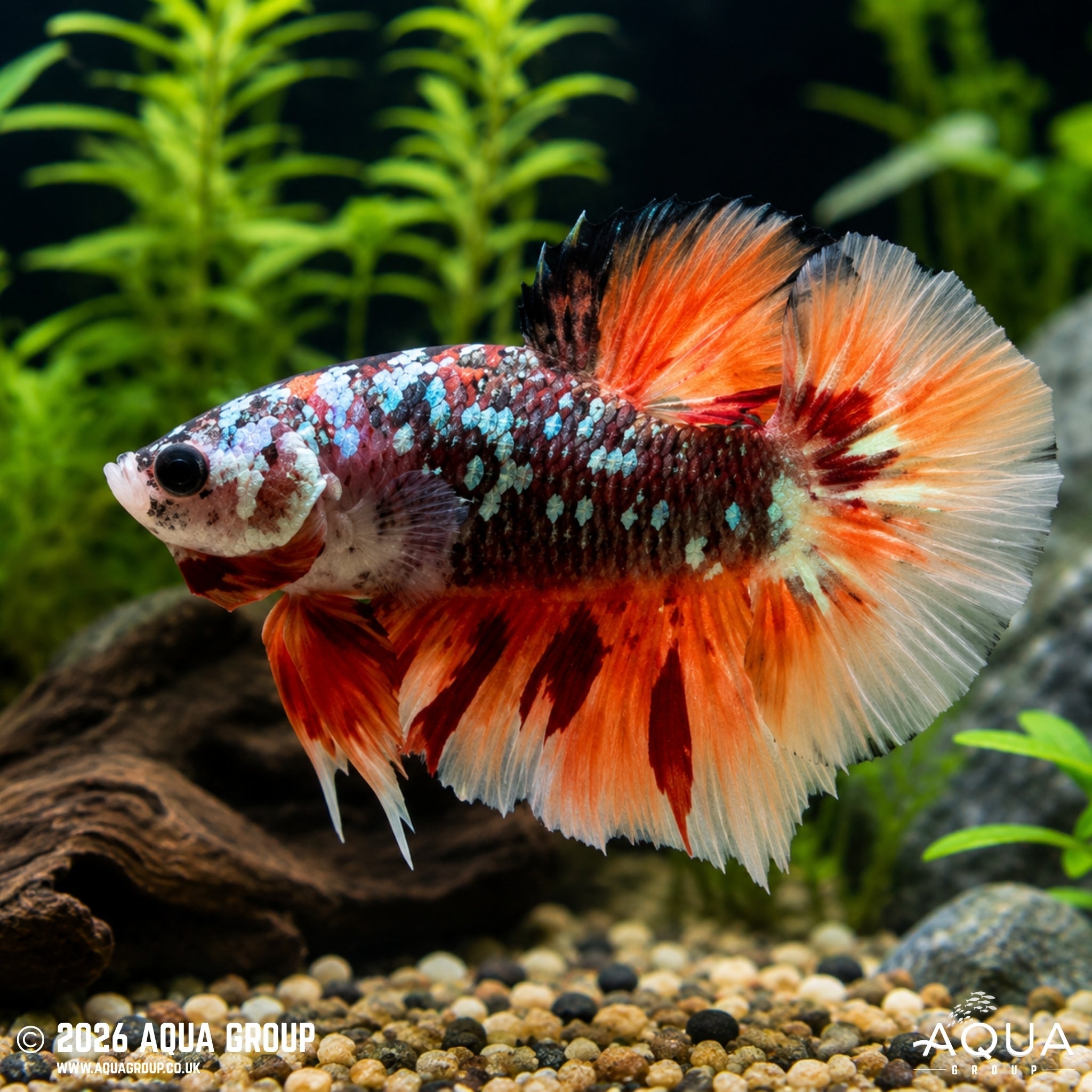 Avatar Copper Leopard Tail Plakat Betta #9