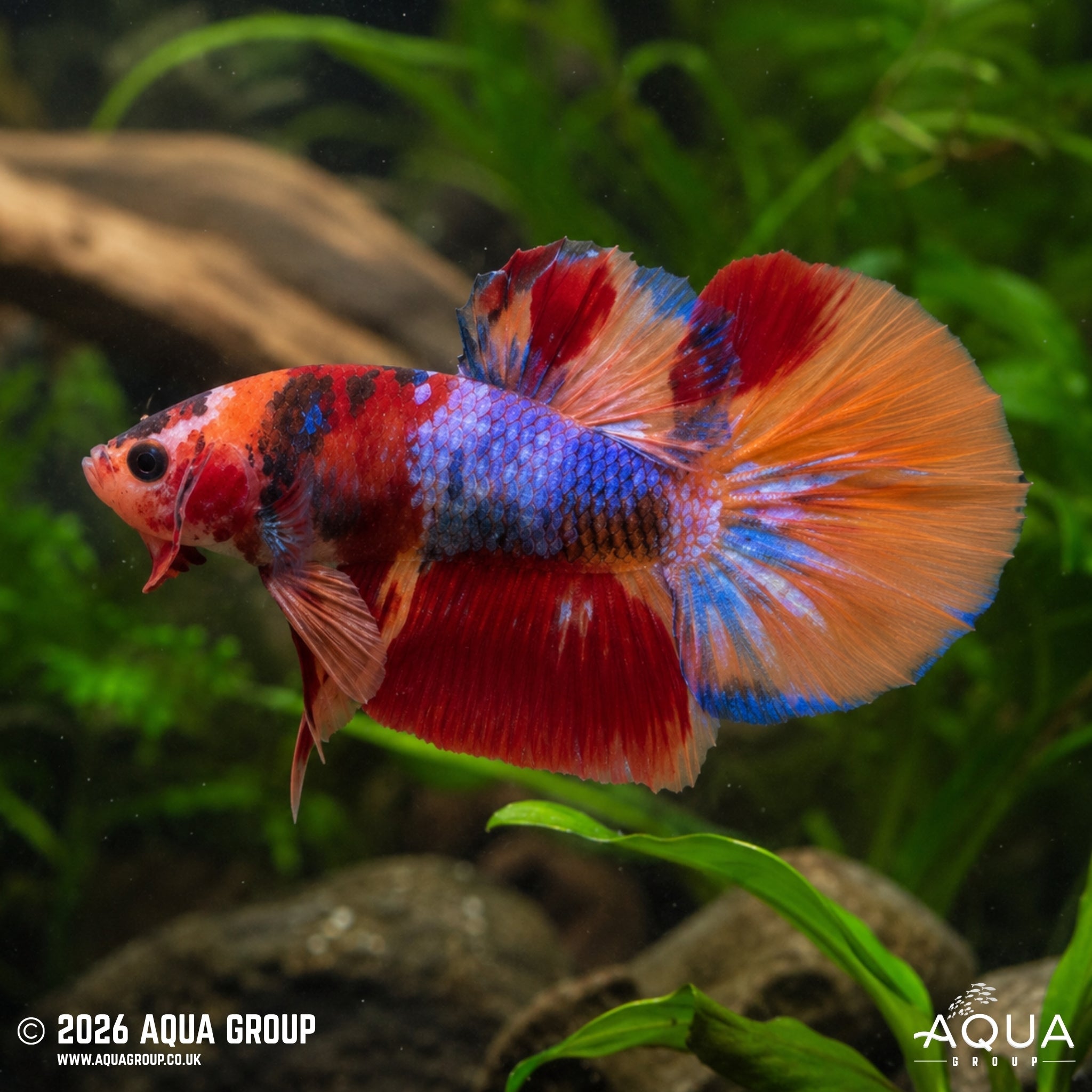 Koi Candy Plakat #10