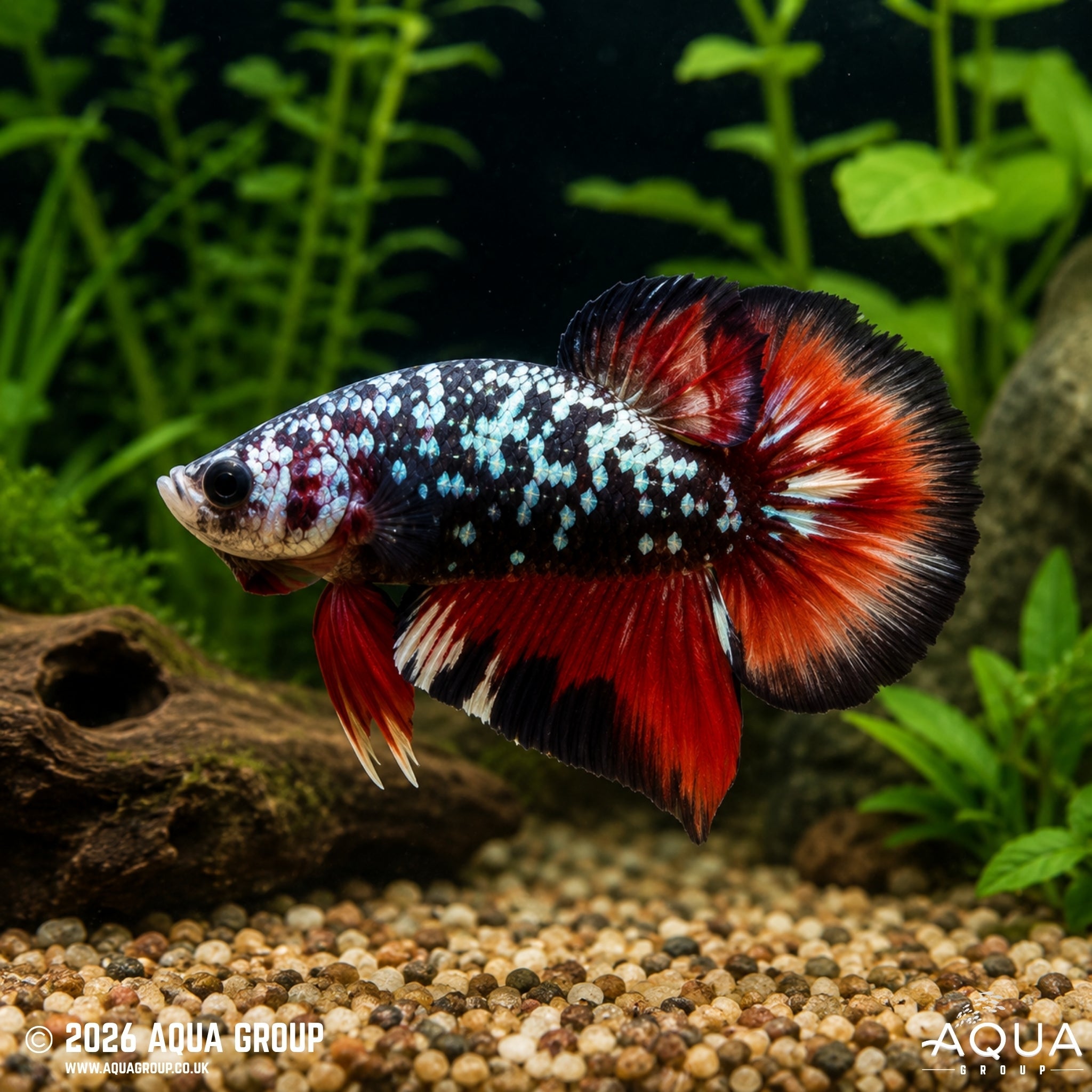 Avatar Copper Plakat Betta #8