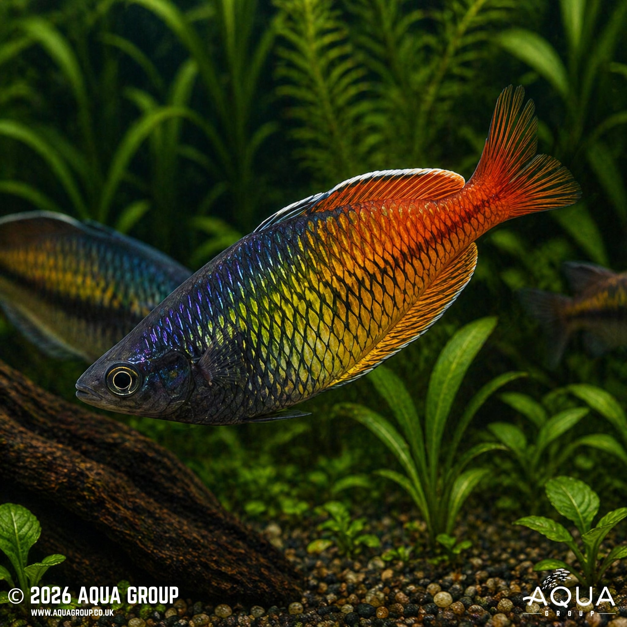 Aves Creek Rainbowfish (Melanotaenia boesemani)
