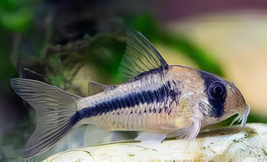 Axelrods Corydoras Axelrodi 4cm Catfish - Real Aquatics