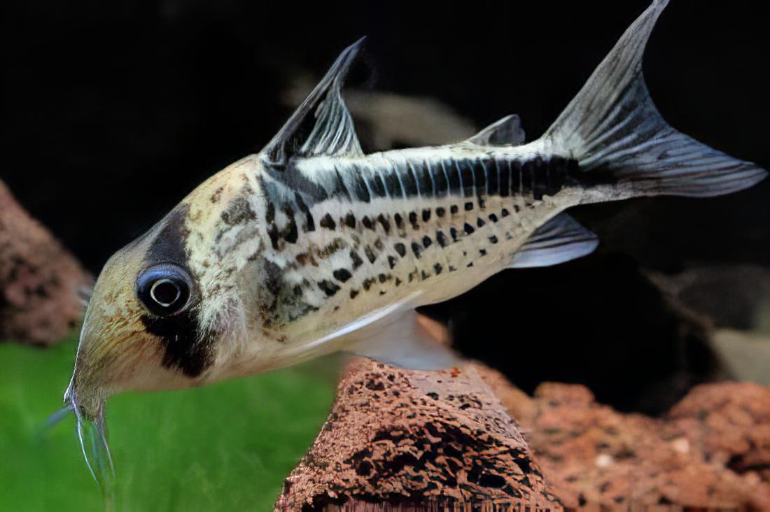 Axelrods Corydoras Axelrodi 4cm Catfish - Real Aquatics