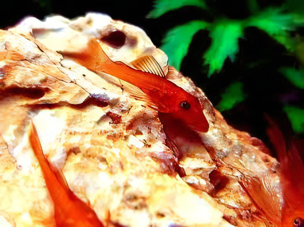 Super Red Bristlenose Pleco Ancistrus - Real Aquatics