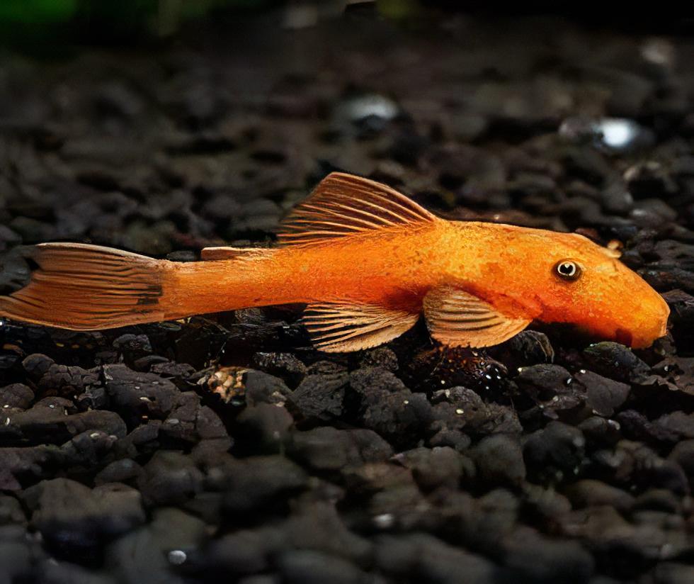 Super Red Bristlenose Pleco Ancistrus - Real Aquatics