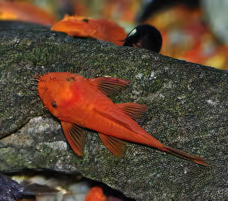 Super Red Bristlenose Pleco Ancistrus - Real Aquatics