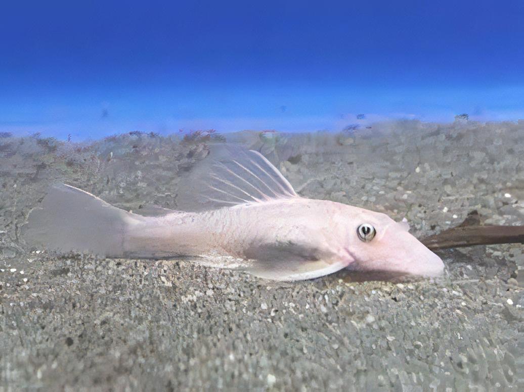 Super White Bristlenose Pleco Ancistrus 3cm - Real Aquatics