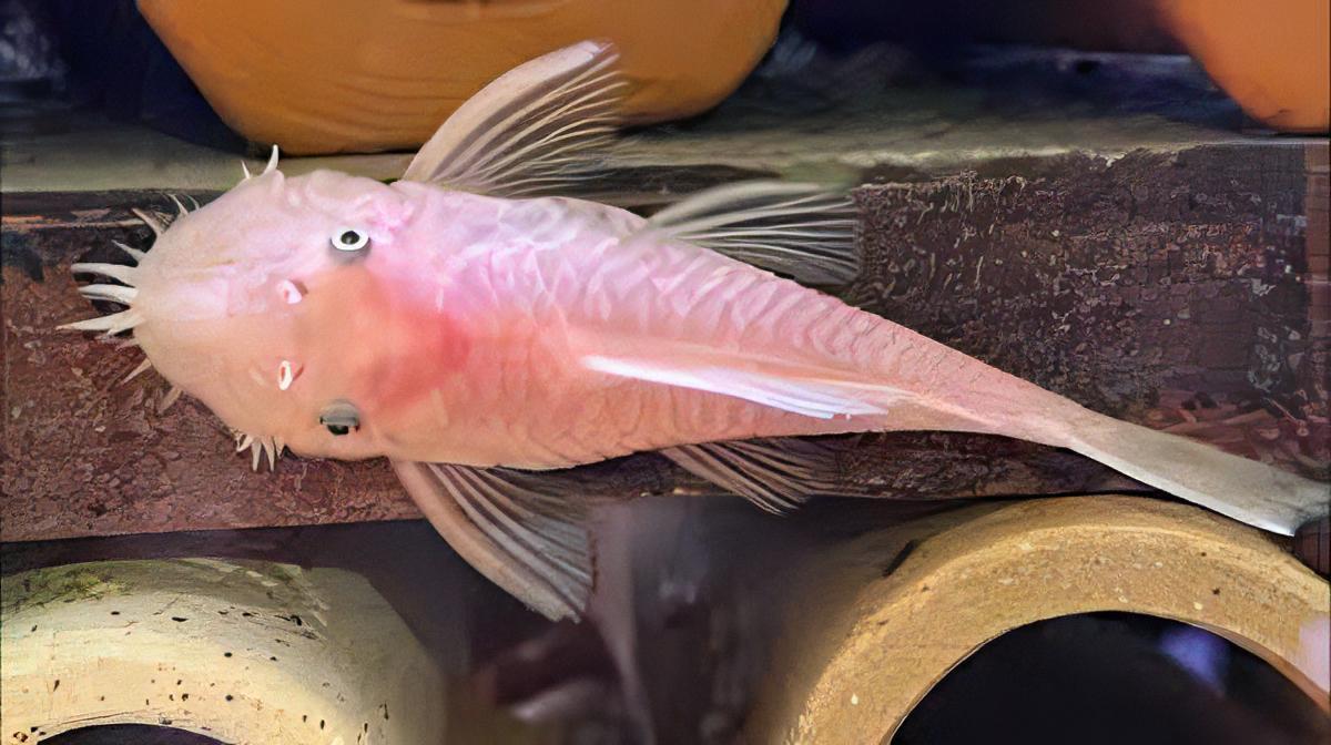 Super White Bristlenose Pleco Ancistrus 3cm - Real Aquatics