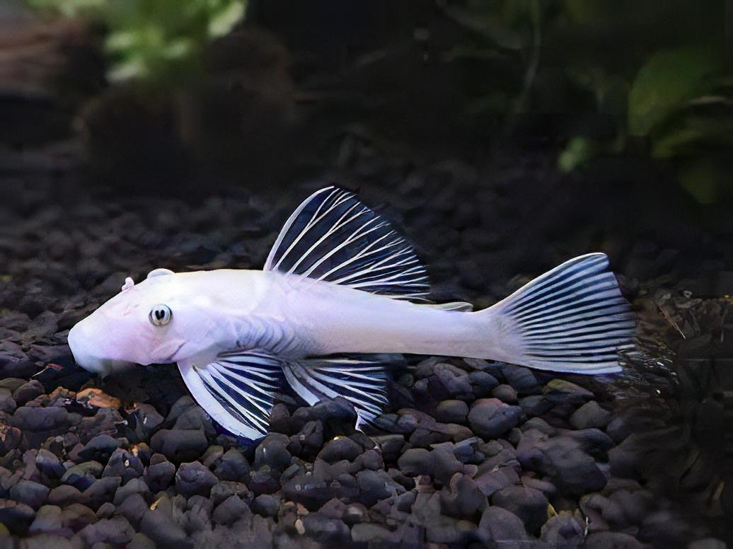 Super White Bristlenose Pleco Ancistrus 3cm - Real Aquatics